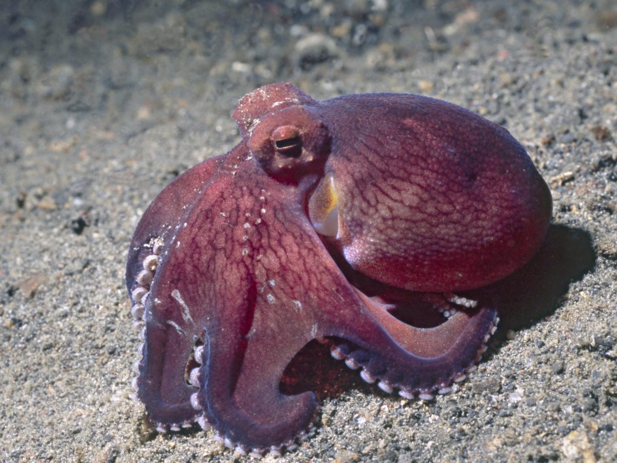 The Chris Hedges Report: Dystopia, octopus intelligence, and what makes us human