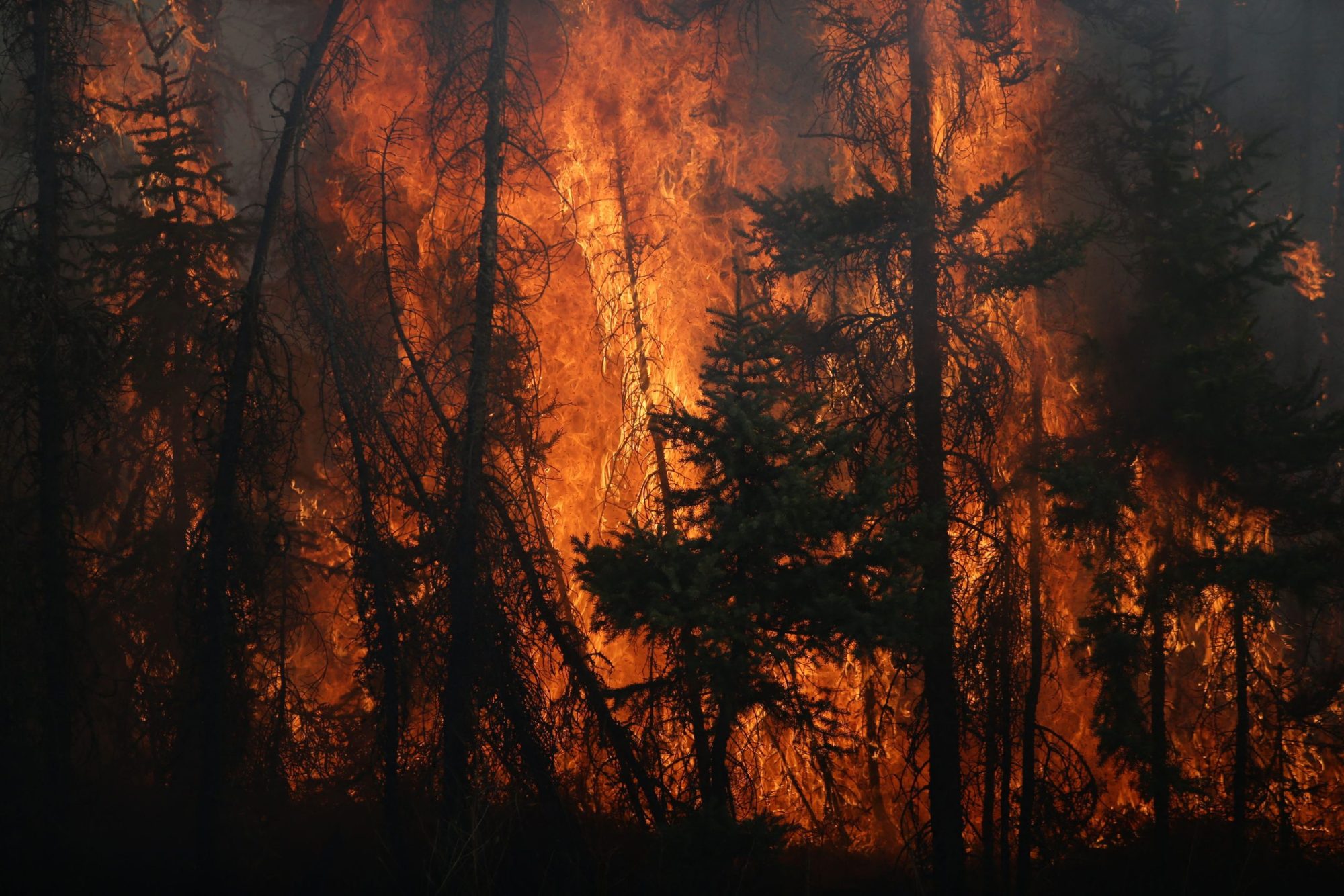 Flames engulf trees along a highway near Fort McMurray, Alberta, on May 6, 2016.Photo by COLE BURSTON/AFP via Getty Images